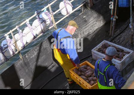 Fischerboote im Amble Harbour, Northumberland Spring 2022 Stockfoto
