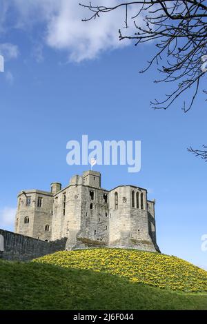 Warkworth Castle in Springtime, Northumberland Stockfoto