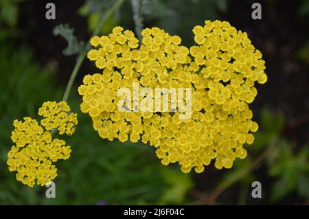 Nahaufnahme von Achillea Moonshine krautige mehrjährige Gartenpflanze im Freien gesehen. Stockfoto