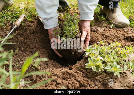 Gärtner, der in einem Kräutergarten einen Orangano pflanzt. Stockfoto