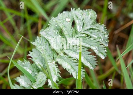 Wildes Silberkraut (Potentilla anserina), bedeckt mit Wassertropfen Stockfoto