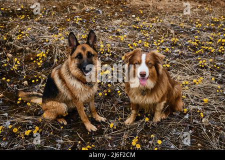 Hunde sind beste Freunde im Frühling Draufsicht. Aussie Welpe und Erwachsene Schäferhund sind unterwegs. Zwei deutsche und australische Schäferhunde sitzen zwischen gelben Stockfoto