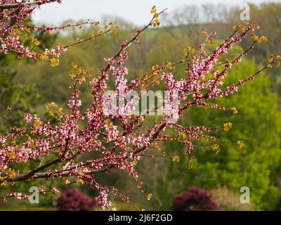 Massierte dunkle und hellrosa Frühlingsblumen des winterharten, sommergrünen Judas-Baumes, Cercis siliquastrum Stockfoto