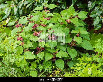 Klumpen der frühlingsblühenden winterharten Staude, Lamium orvala, eine ornamentale tote Brennnessel Stockfoto