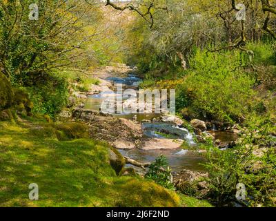 Frühlingsansicht des Flusses Avon, Dartmoor, Devon, Großbritannien auf dem Abschnitt zwischen der Shipley Bridge und dem Avon-Staudamm Stockfoto