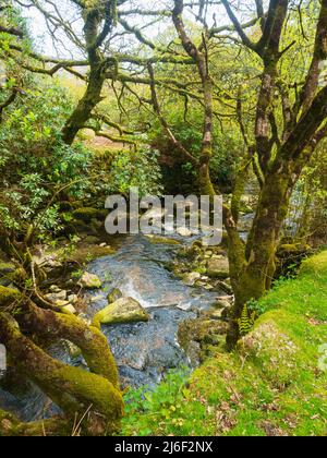 Frühlingsansicht des Flusses Avon, Dartmoor, Devon, Großbritannien auf dem Abschnitt zwischen der Shipley Bridge und dem Avon-Staudamm Stockfoto