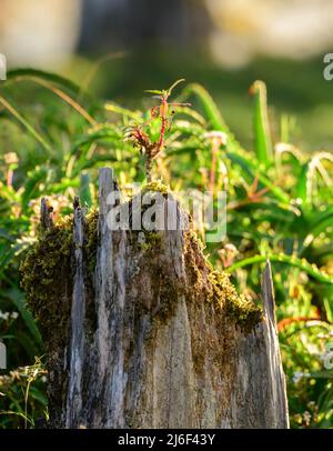 Aus dem toten Baumstamm entstehen neue Sprossen, ein Konzept der Neuanfänge. Stockfoto