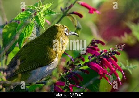 Sri Lanka Weißaugen Vogel Barsch auf einem blühenden Zweig am frühen Morgen. Stockfoto