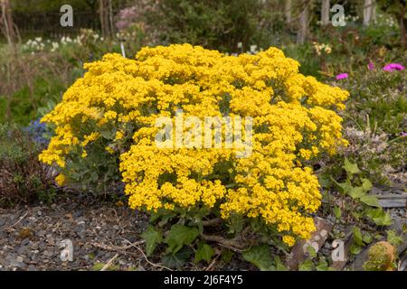 Gelbe Blüten der aurina saxatilis goldkugel, eine immergrüne Staude, die einen niedrigen Hügel mit zahlreichen kleinen hellen Blüten bildet Stockfoto