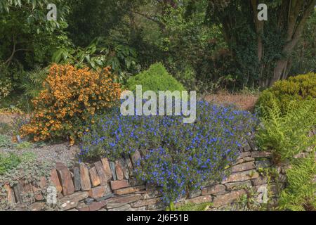 Lithodora diffusa himmlisch blau und berberis x stenophylla corallina compacta Farbgebung für die rustikale Steinwand Stockfoto