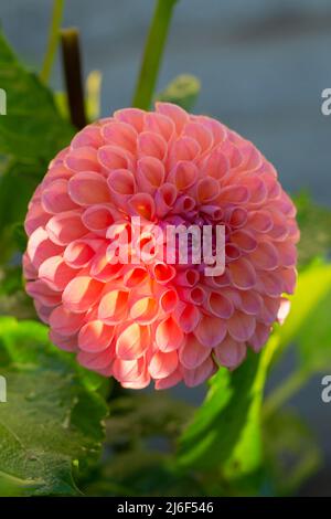 Ball Dahlia, Jowey winnie, eine attraktive farbige Blüte für Schnittblumen-Displays Stockfoto