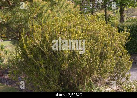 Olearia nummularifolia, der einprägende Gänseblümchenbusch, ein immergrüner mit sehr ledrigen Blättern und Gänseblümchen-ähnlichen duftenden Sommerblumen Stockfoto