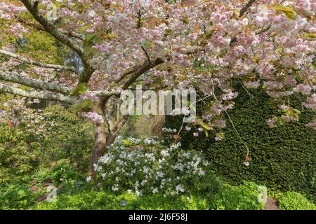 Prunus fugenzo, der japanische Zierkirschenbaum, der von einer Masse von Frühlingsblüten bedeckt ist Stockfoto