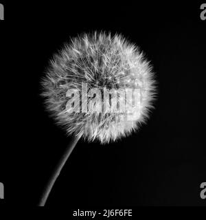 Nahaufnahme eines Dandelions vor schwarzem Hintergrund in Schwarz und Weiß Stockfoto