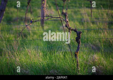 Weinrebe Pflanze Mit Kleinen Grünen Blättern Im Frühling Stockfoto