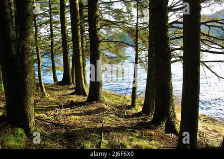 Glen Afton - Schottland Stockfoto