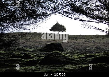 Einzigartiger Baum - Glen Afton - Schottland Stockfoto