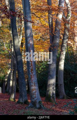 Buchenstämme in allen Herbstfarben Stockfoto