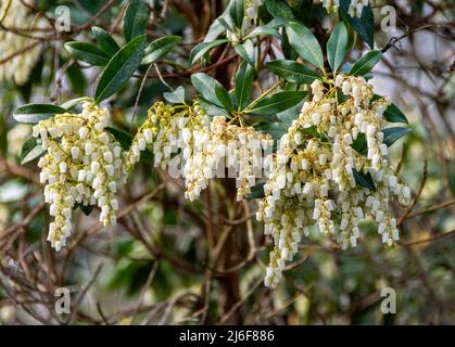 Große Gruppen von Pieris blühen, ein immergrüner Strauch, der im frühen Frühjahr blüht Stockfoto