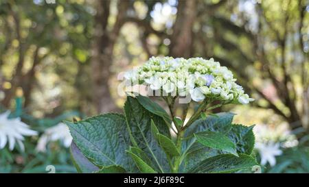 Schöne Nahaufnahme von Blumen der Hydrangea macrophylla mit natürlichem grünem Hintergrund. Stockfoto
