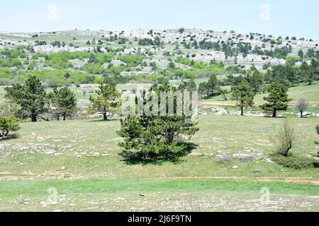 Fairy Forest auf dem Berg AI-Petri Stockfoto