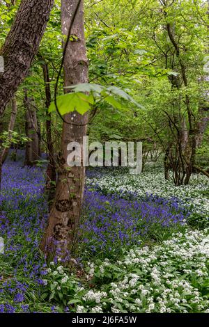 Bluebells und Wild Garlic in Sussex Woodland, an einem sonnigen Frühlingstag Stockfoto