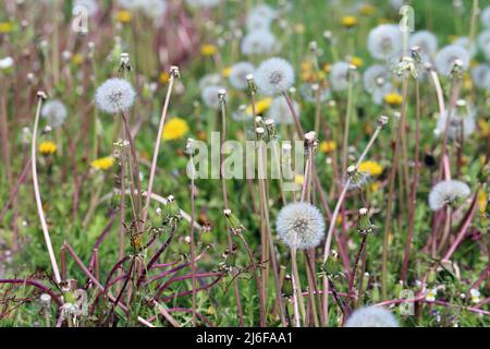 Löwenzahnblüten (FIN voikukka) Feld mit bestäubenden Löwenzahn. Weiße flauschige Blumenköpfe, auch bekannt als Bälle voller Löwenzahn, bereit zum Fliegen! Stockfoto