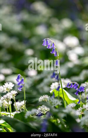 Im Frühling scheint Sonnenlicht auf Bärlauch und Bluebell-Blüten Stockfoto