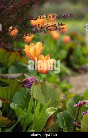 Nahaufnahme von schönen orange / roten Tulpen, die in einem englischen Frühlingsgarten Grenze in Großbritannien blühen Stockfoto