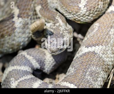 Nordpazifik-Rattlesnake windelt und rasselnd in defensiver Haltung. Joseph D Grant Ranch County Park, Kalifornien, USA. Stockfoto
