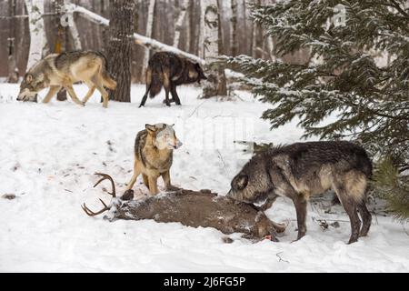 Zwei Graue Wölfe (Canis lupus) bei Deer Carcass zwei weitere laufen im Hintergrund Winter - Gefangene Tiere Stockfoto