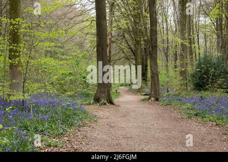 Pfad durch den Frühling Bluebells in West Woods Bluebell Wood, in der Nähe von Marlborough, Wiltshire, England, Großbritannien Stockfoto