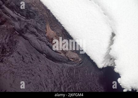 Ein junger Otter auf dem eiskalten nördlichen Fluss. Bevorzugt Flüsse mit Schwimmbädern, Wirbel, Stromschnellen, die im Winter nicht frieren. Im Winter verlassen Otter ihr fa Stockfoto