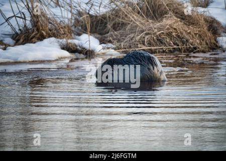 Frühjahrsaktivität des eurasischen Bibers nach dem Auskommen aus dem Eis. Biber knabbert einen Weidenstock Stockfoto