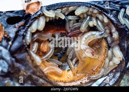 Eier und Fliegenlarven (Pinkie) in Fischaugen. Larve verwendet Eiter oder zersetzende Gewebe als Nahrung; gleichzeitig werden gesunde Zellen zerstört. Parasitäre Erkrankungen Stockfoto