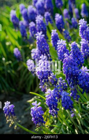 Blaue Frühlingsblumen im Garten - Traubenhyazinthen - Nahaufnahme Stockfoto
