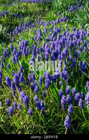 Blaue Frühlingsblumen blühen im Garten - Traubenhyazinthen Stockfoto