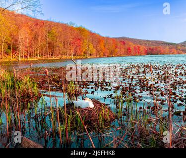 Ein weiblicher stummer Schwan, der auf Eiern in ihrem Nest auf einem See im Südosten sitzt Stockfoto