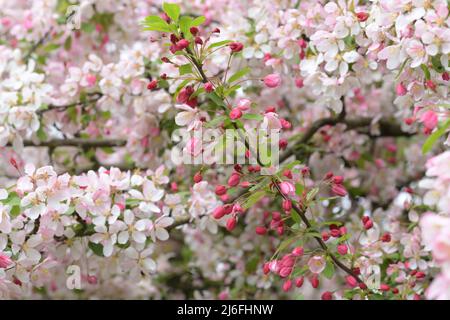 malus floribunda rosaceae rot weiß Apfelbaum Blüte, Arten von blühenden Krabbelbaum Stockfoto
