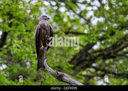 Schwarzer Drachen (Milvus migrans), der in einem Baum thront Stockfoto