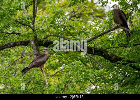 Zwei schwarze Drachen (Milvus migrans), die in einem Baum thront Stockfoto