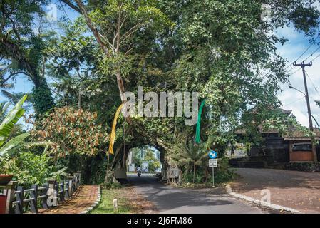 Bunut Bolong, der riesige hohle banyan-Baum im Dorf Manggisan, Jembrana Regency, Bali, Indonesien. Der Baum ist ein natürliches Wahrzeichen, das von Einheimischen geheiligt wird. Stockfoto