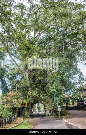 Bunut Bolong, der riesige hohle banyan-Baum im Dorf Manggisan, Jembrana Regency, Bali, Indonesien. Der Baum ist ein natürliches Wahrzeichen, das von Einheimischen geheiligt wird. Stockfoto