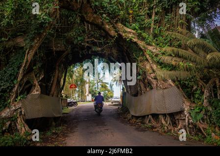 Bunut Bolong, der riesige hohle banyan-Baum im Dorf Manggisan, Jembrana Regency, Bali, Indonesien. Der Baum ist ein natürliches Wahrzeichen, das von Einheimischen geheiligt wird. Stockfoto