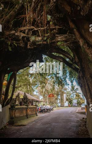 Bunut Bolong, der riesige hohle banyan-Baum im Dorf Manggisan, Jembrana Regency, Bali, Indonesien. Der Baum ist ein natürliches Wahrzeichen, das von Einheimischen geheiligt wird. Stockfoto