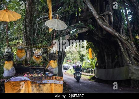 Bunut Bolong, der riesige hohle banyan-Baum im Dorf Manggisan, Jembrana Regency, Bali, Indonesien. Der Baum ist ein natürliches Wahrzeichen, das von Einheimischen geheiligt wird. Stockfoto