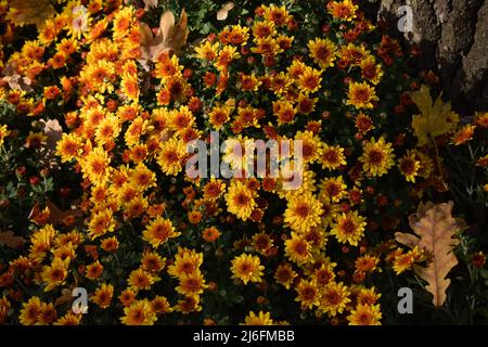 Ungewickelte Blüten von gelben Chrysanthemen. Gelbe Chrysanthemen im Park im Herbst Stockfoto