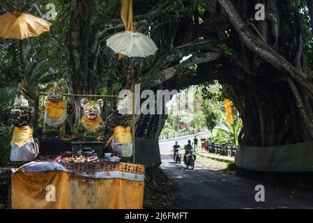 Bunut Bolong, der riesige hohle banyan-Baum im Dorf Manggisan, Jembrana Regency, Bali, Indonesien. Der Baum ist ein natürliches Wahrzeichen, das von Einheimischen geheiligt wird. Stockfoto