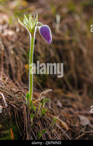 Schneeglöckchen. Traumgras Pulsatilla patiniert. Sanfte Frühlingsviolette Feldblume im Wald. Schlafgrasblüte Stockfoto