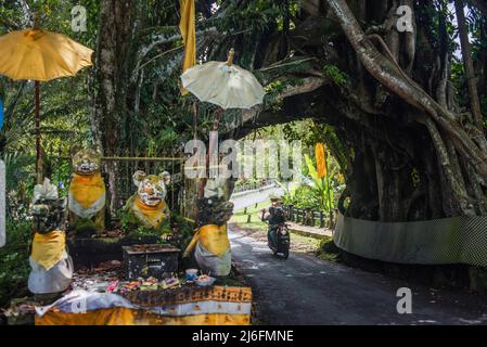 Bunut Bolong, der riesige hohle banyan-Baum im Dorf Manggisan, Jembrana Regency, Bali, Indonesien. Der Baum ist ein natürliches Wahrzeichen, das von Einheimischen geheiligt wird. Stockfoto